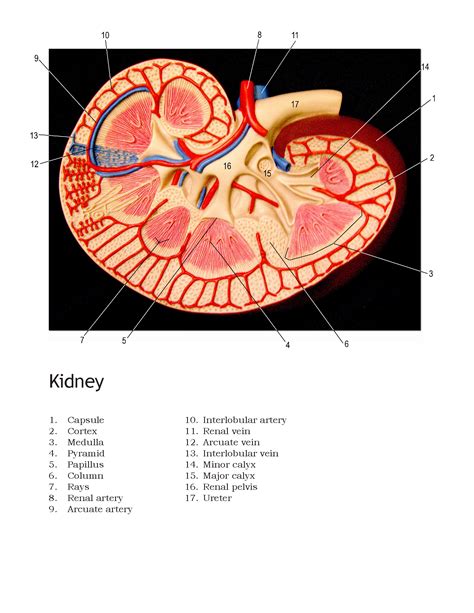 The adrenal gland, sitting on top of the kidney, presumably taking a nap because it's tired. Kidney Diagram Anatomy - Kidney Failure Disease