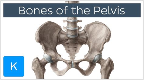Bones Of The Pelvis Human Anatomy Kenhub Youtube