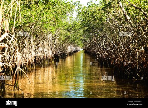 Mangroves In The Everglades Stock Photo Alamy