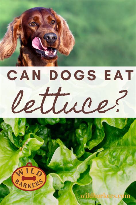 Can Dogs Eat Lettuce Can Dogs Eat Dog Eating Holistic Dog Health