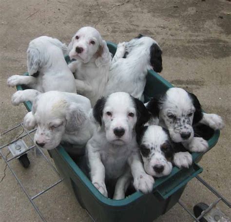Puppies will be ready to go to a … Windjammer English Setters --Quality Dogs