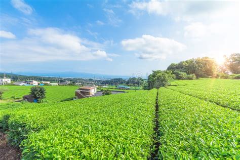 Fresh Green Tea Farm In Spring Row Of Tea Plantations Japanese Green