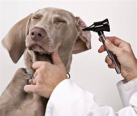 Otitis en perros diagnóstico y tratamiento GatosPerros net