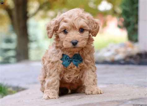 Mini Schnoodle Puppies For Sale Greenfield Puppies