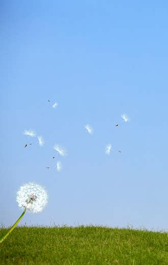 Gentle Breeze Blowing Off A Dandelion Stock Photo Download Image Now