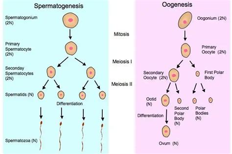 Progeny Definition And Examples Biology Online Dictionary