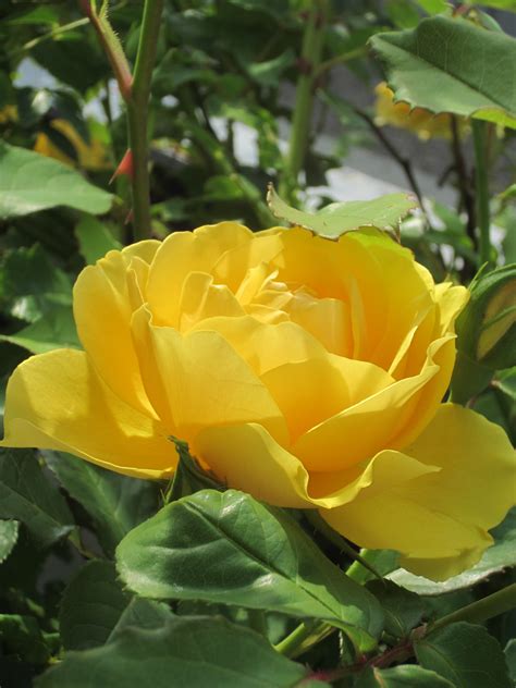 Terkeren 17 Gambar Bunga Rose Kuning Gambar Bunga Indah