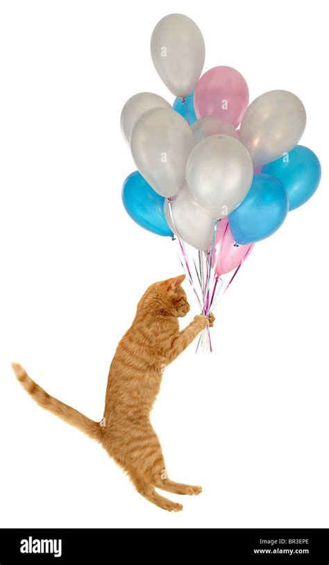 Flying Balloon Cat A Cat Is Holding Many Balloons Taken On Clean White Background Stock Photo