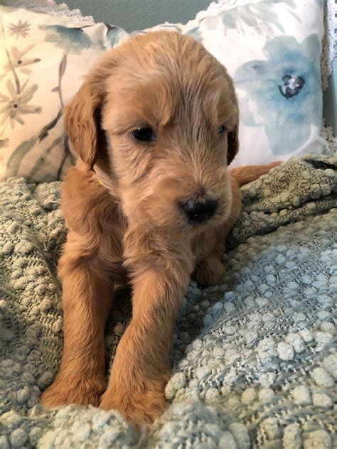 The teacher's pet is dedicated to raising healthy, happy, f1b goldendoodle & bernedoodle puppies for. Goldendoodle Puppies For Sale | Andover, KS #278484