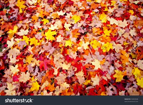 Autumn Leaves On Forest Floor Stock Photo 53893948 Shutterstock