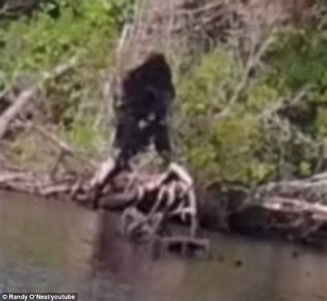 Bigfoot Photographed In Virginia By Man Who Saw It 25 Years Ago
