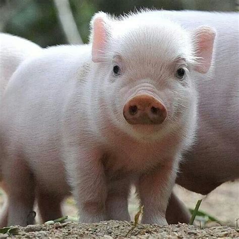 Pin By Brenda Clingan On Cute Animals Baby Pigs Cute Baby Pigs Cute