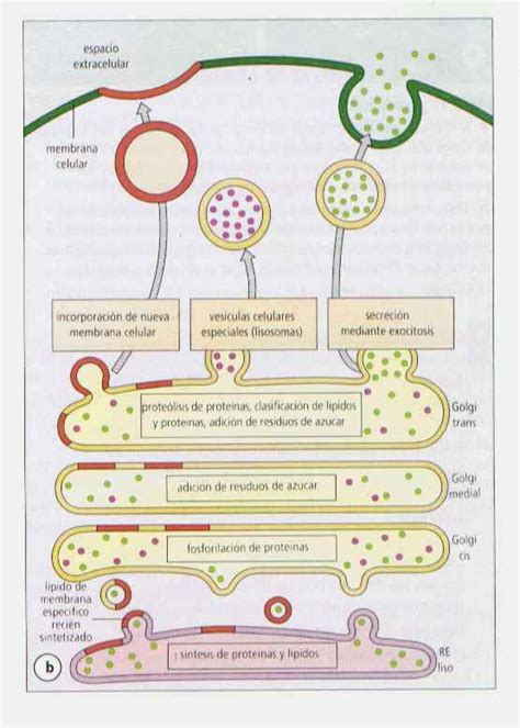 Las Organelas Función Del Complejo De Golgi Dentro De La Célula