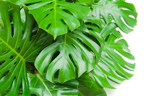 Big leaf indoor plants names. 9 Low Maintenance Plants You Can't Kill - Get Healthy U
