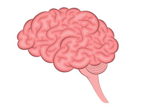 Human Brain Internal Organ Anatomy Vector Cartoon Icon Illustration