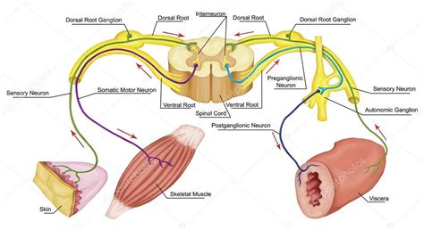 Reflexo motor somático e automático sistema nervoso somático e