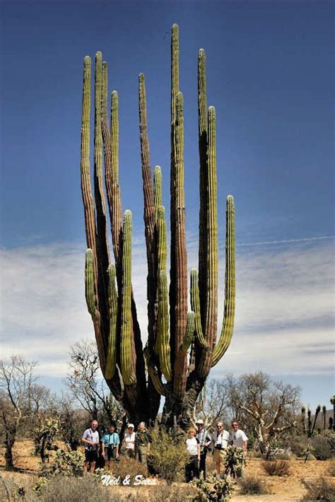 The Largest Cardón Cactus Pachycereus Pringlei Mexico Cactus