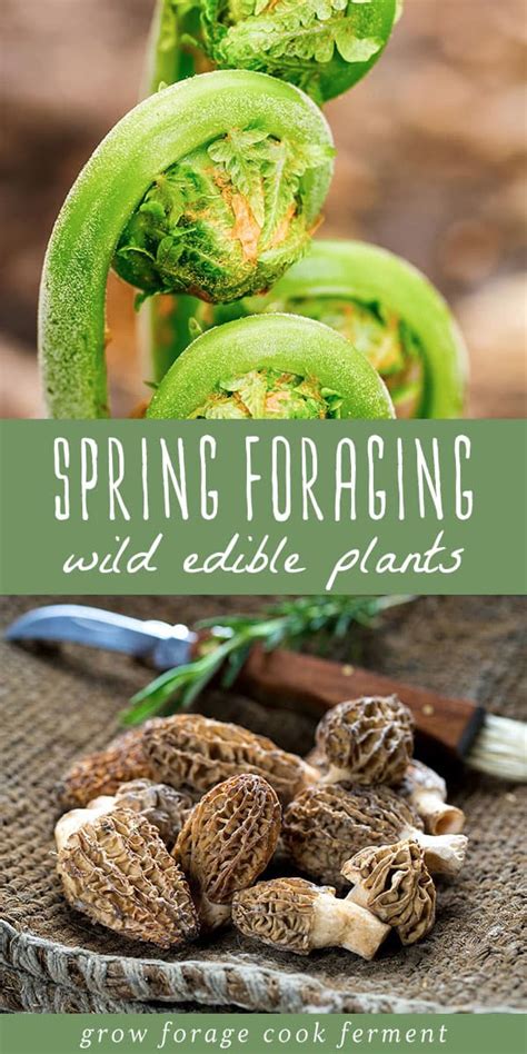 Spring Is A Great Time For Foraging And Wildcrafting Learn What To