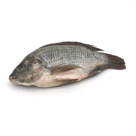 Nile Tilapia Scale And Entrails Off Gross Weight Order Ingredients