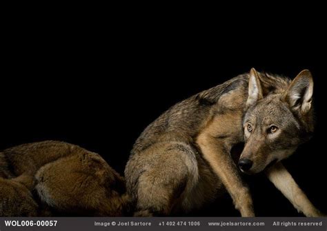 Rare Portraits Of Americas Endangered Species Joel Sartore