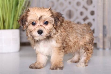 Yo-chon Puppies for Sale | Puppies Online, OH