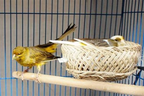 Di dalam kotak untuk tips merawat burung love bird aduan burung adalah salah satu hewan yang paling banyak. Cara Praktis Ternak Burung Kenari dengan Kandang Minimalis ...