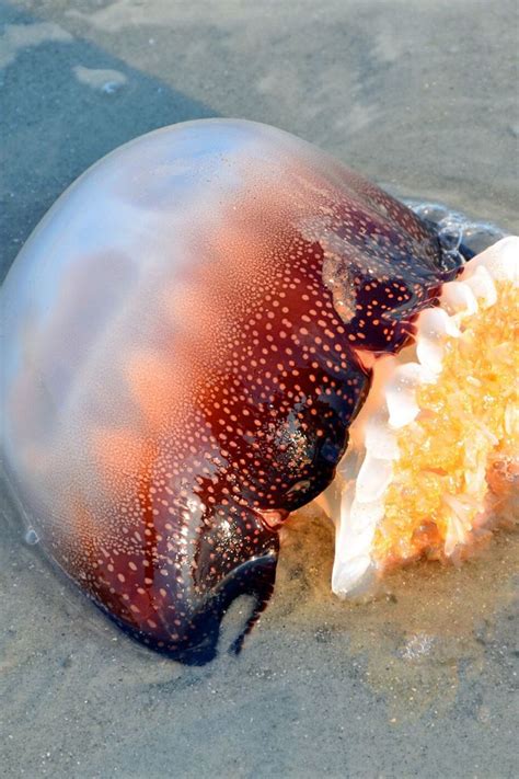 7 Deadliest Most Poisonous Jellyfish In The World Jellyfish All