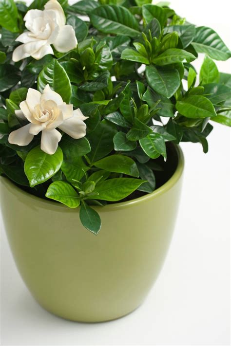 Growing Gardenias Thriftyfun