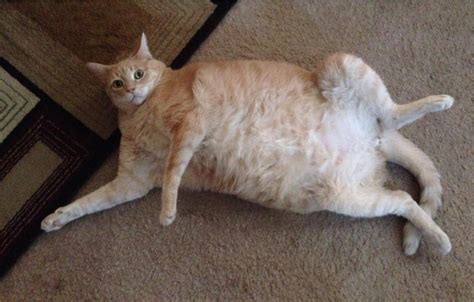 Matt Duffy Says His Fat Cat Isnt Going With Him To Tampa Because Its