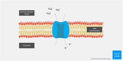 Understanding Resting Membrane Potential And Ion Dynamics Kenhub