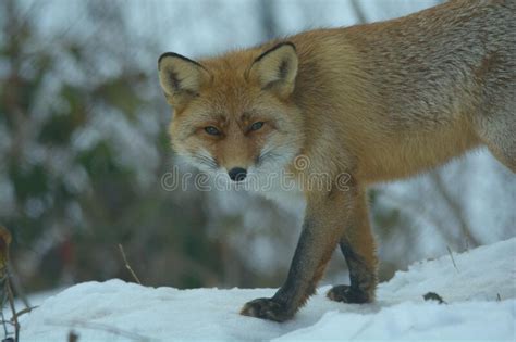 Vulpes Vulpes Red Fox Stock Photo Image Of Distributed 176376012