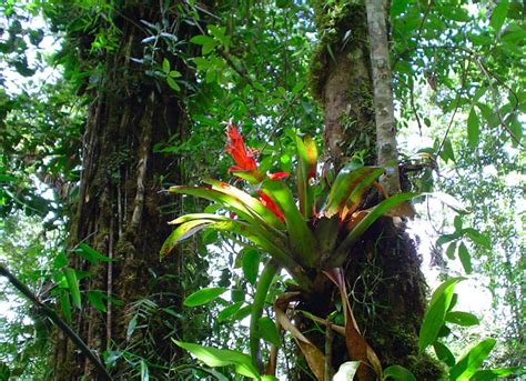 Genesis Nature Blog Rainforests