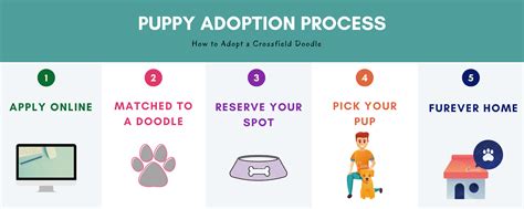 Puppy Adoption Process Crossfield Doodles