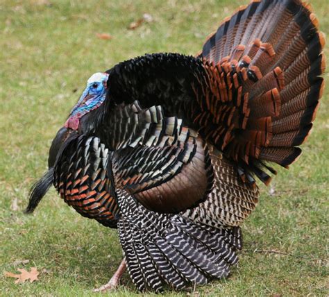 Wild Turkey Displays Back Yard Biology