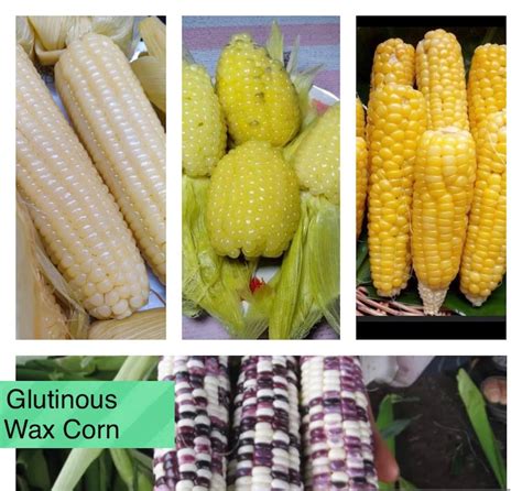 Most Favorite Glutinous Waxy Corn Seeds White Round White Etsy