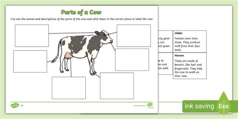 Parts Of A Cow Differentiated Worksheets F 2 Living Things