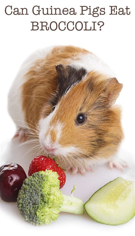 Wild guinea pigs are exclusively herbivorous. Can Guinea Pigs Eat Broccoli Safely - And In What Quantity