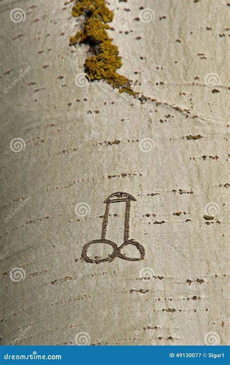 Penis Carved Into A Tree Stock Image Image Of Carved 49130077