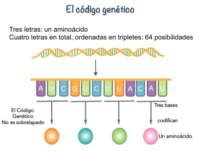 El código genético Tres letras un aminoácido Cuatro letras en total ordenadas en tripletes