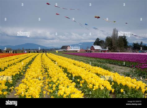 North America United States Washington Mount Vernon Tulip Fields In
