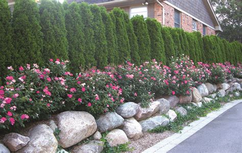 Top 10 Plants For Privacy Screening Privacy Plants Plants Backyard