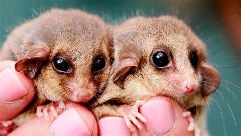 Pygmy Possum Colony At Somersby Saved After High Court Refuses Waste
