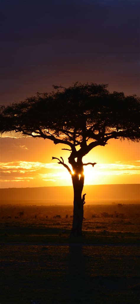 Download 1125x2436 wallpaper tree, sunset, landscape, africa, iphone x ...