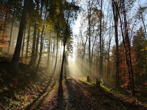 Sun Shadows In Autumn Forest Free Image Download