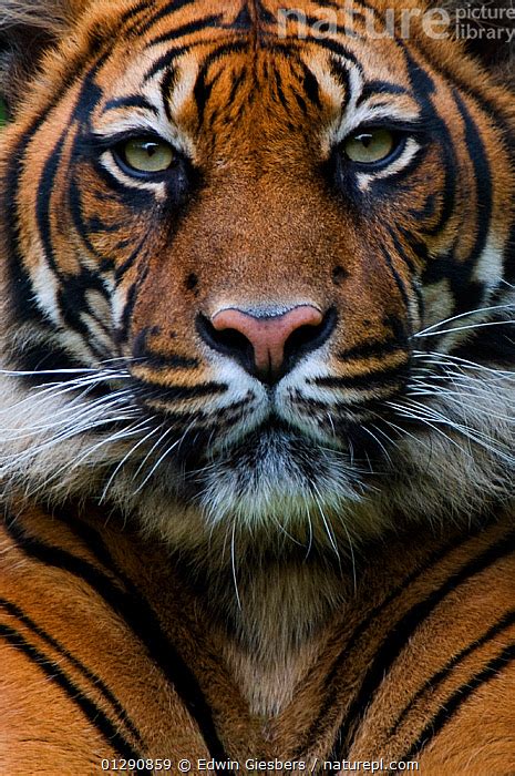 Nature Picture Library Rf Head Portrait Of Sumatran Tiger Panthera