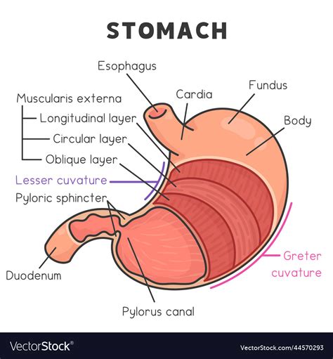 Components And Layers Of The Stomach Diagram Chart
