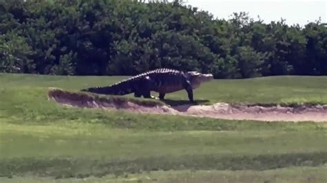 Video Of Giant Alligator On Florida Golf Course Leaves Millions In Awe