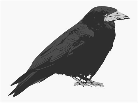 Raven Bird Clip Art
