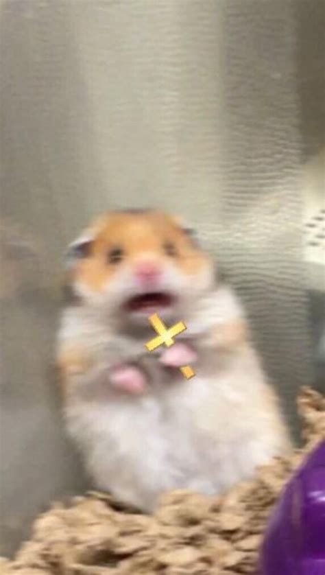 Crucifix Scared Hamster