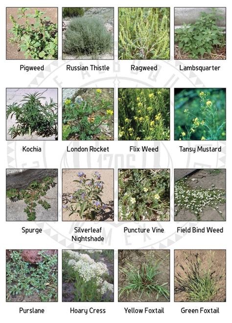 Plant Weed Identification Guide Sexiz Pix